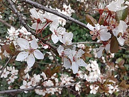 鉛墜,春,盛開(kāi)