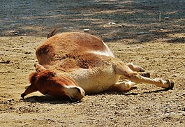 驢,動物,播放