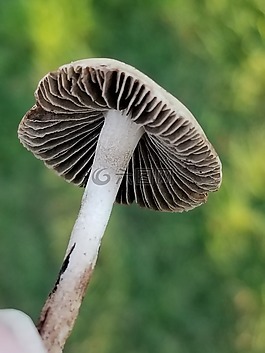 蘑菇,自然,小