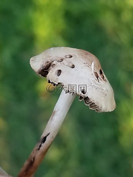 蘑菇,自然,小