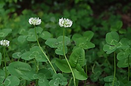 四叶草,苜蓿,植物