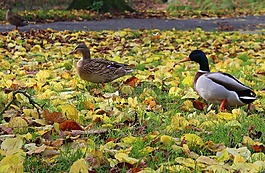 野鴨,段,野生鳥類