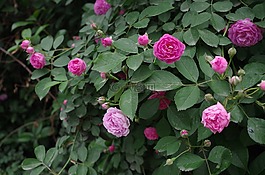薔薇,植物,物候