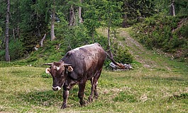 公牛,阿爾姆,牛肉