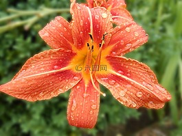 黃花菜,開花,萱草