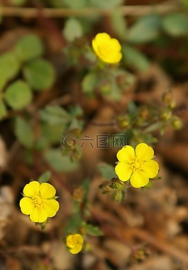 黃色花,植物,春天