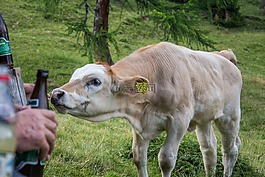 牛,牛肉,奶牛