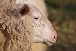 羊,動物,羊毛