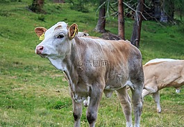小牛,牛,牛肉