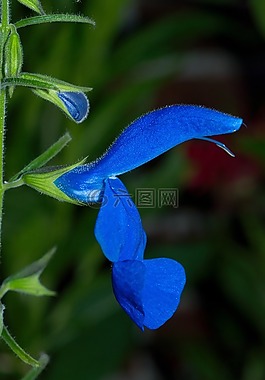 開花,宏,花