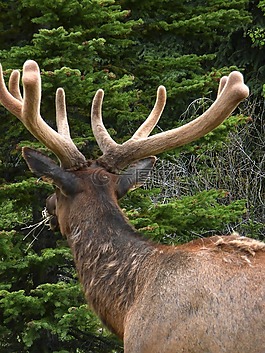 埃爾克,antlered,鹿茸