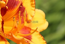 花,花粉,雌蕊