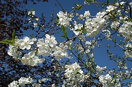 春天,性質(zhì),鮮花