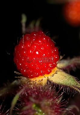樹(shù)莓,日語(yǔ),日本葡萄酒漿果