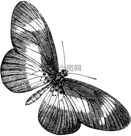蝴蝶,性質(zhì),動(dòng)物