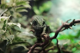 爬行動物,叢林,蜥蜴