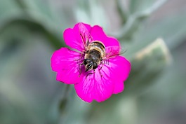 開花,紫,花
