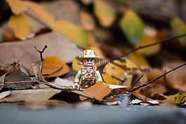 秋季,葉子,黃色