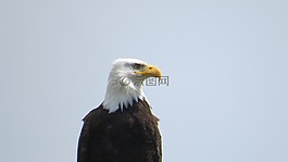 鷹,自然,鳥