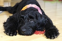 狗,小狗,labradoodle
