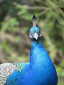 孔雀,動(dòng)物,鳥