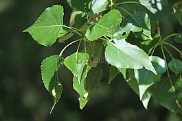 葉子,性質(zhì),綠色