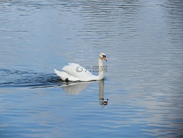 天鵝,動物,水禽