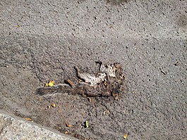 松鼠,死亡,身體