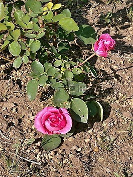 玫瑰,粉紅色的花,玫瑰花園