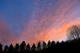 日落,天空,樹