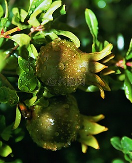 石榴,水果,綠色