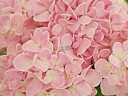 樹(shù),花,灌木