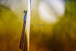 性质,没有一个人,叶