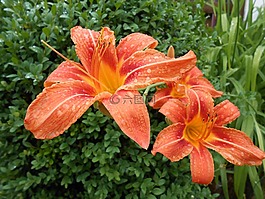 黃花菜,開花,萱草