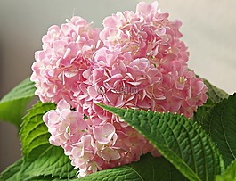 樹,花,性質(zhì)