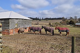 這匹馬,性質(zhì),動物