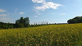 油菜,黃色,廠(chǎng)