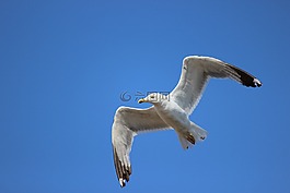 鳥,海鷗,海