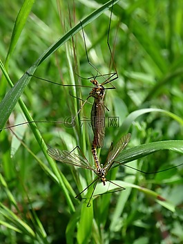 nephrotoma quadrifaria,típula,tipúlido