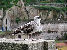 海鷗,鳥,動物