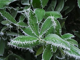 eiskristalle,冷,櫻桃月桂樹