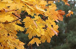 秋,這個季節(jié),秋金