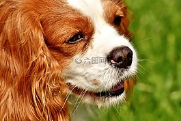 狗,骑士国王查尔斯猎犬,搞笑