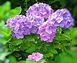 八仙花,鮮花,廠