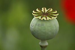 花,植物,自然