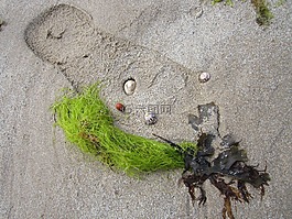 海灘,海草,靜物
