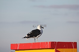 鳥,啟示,海鷗