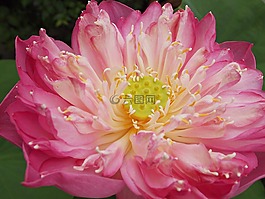 花,樹,蓮花
