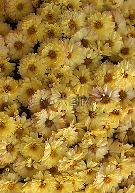 菊花,黃色的花,花
