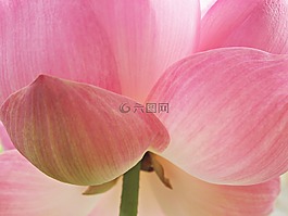 花,树,莲花